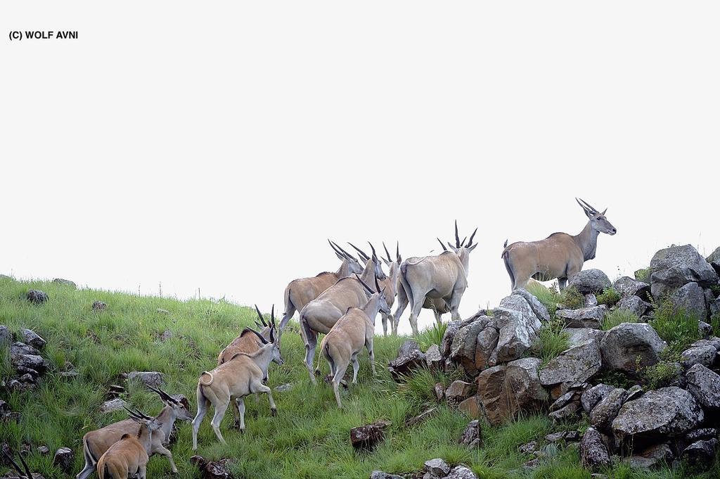 Giantscup Wilderness Reserve Underberg Eksteriør bilde